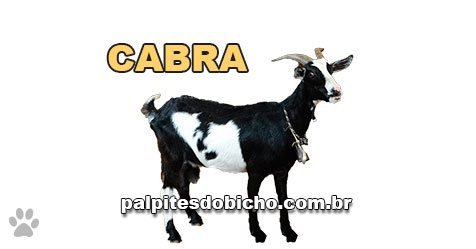 Palpites do Bicho Dia 17-12-2018