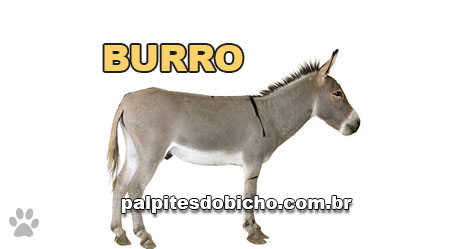 Palpites do Bicho Dia 03-02-2020