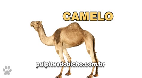 Palpites do Bicho Dia 08-02-2020