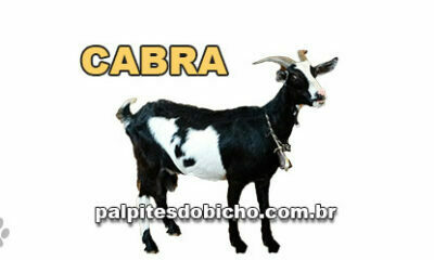 Palpites do Jogo do Bicho Dia 11/03/2021 Noite