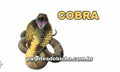 Palpites do Jogo do Bicho Dia 09-06-2021