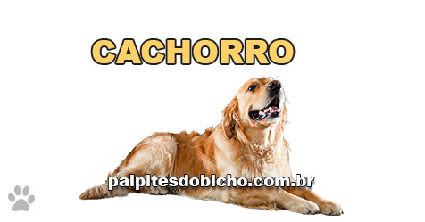 Palpites do Jogo do Bicho Dia 08/02/2023 Tarde