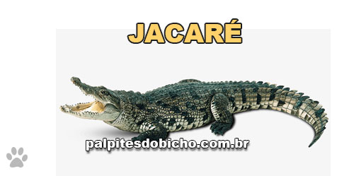 Palpites do Jogo do Bicho Dia 18/02/2023 Noite
