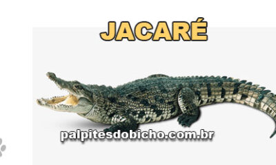 Palpites do Jogo do Bicho Dia 10/10/2023 Tarde