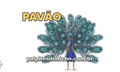 Palpites do Jogo do Bicho Dia 19-04-2024