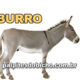 Palpites do Jogo do Bicho Dia 03-07-2024