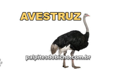 Palpites do Jogo do Bicho Dia 19/07/2024 Tarde