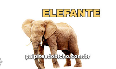 Palpites do Jogo do Bicho Dia 16/08/2024 Tarde