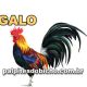 Palpites do Jogo do Bicho Dia 01/04/2025 Noite