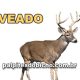 Palpites do Jogo do Bicho Dia 24-06-2025