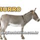 Palpites do Jogo do Bicho Dia 07/07/2025 Tarde
