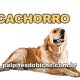 Palpites do Jogo do Bicho Dia 13/07/2025 Noite