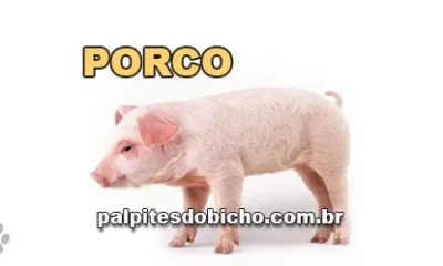 Palpite do dia do Jogo do Bicho de hoje 18/10/2025