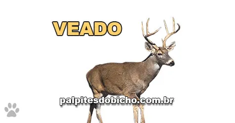 Palpite do dia do Jogo do Bicho de hoje 24/10/2025