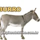 Palpite do dia do Jogo do Bicho de hoje - Noite - 20/10/2025
