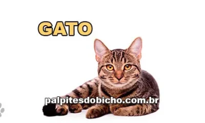 Palpite do dia do Jogo do Bicho de hoje 14/11/2025