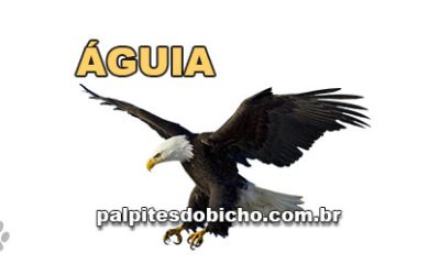 Palpite do dia do Jogo do Bicho de hoje - Noite - 03/03/2026