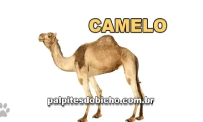 Palpite do dia do Jogo do Bicho de hoje 08/04/2026