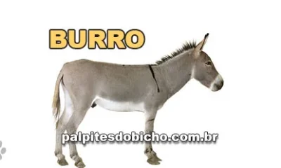Palpite do Jogo do Bicho Hoje 03/08/2026