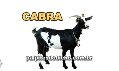 Palpite do Jogo do Bicho Hoje 06/08/2026