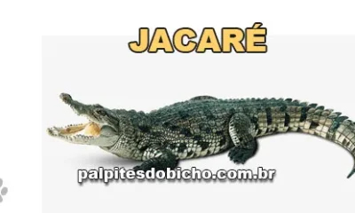 Palpite do Jogo do Bicho Hoje 15/08/2026