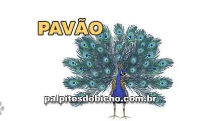 Palpite do Jogo do Bicho Hoje 19/08/2026