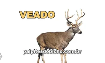 Palpite do Jogo do Bicho Hoje 24/07/2026
