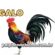 Palpite do dia do Jogo do Bicho de hoje 13/07/2026