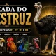 Puxada do Avestruz