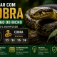 sonhar com cobra jogo do bicho
