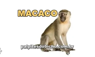Palpite do Jogo do Bicho Hoje 17/09/2026